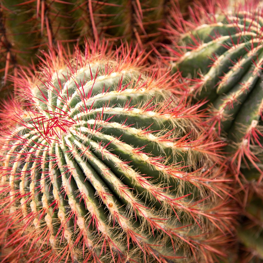 Ferocactus stainesii - Vatcactus