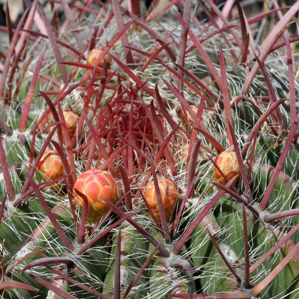 Ferocactus stainesii - Vatcactus