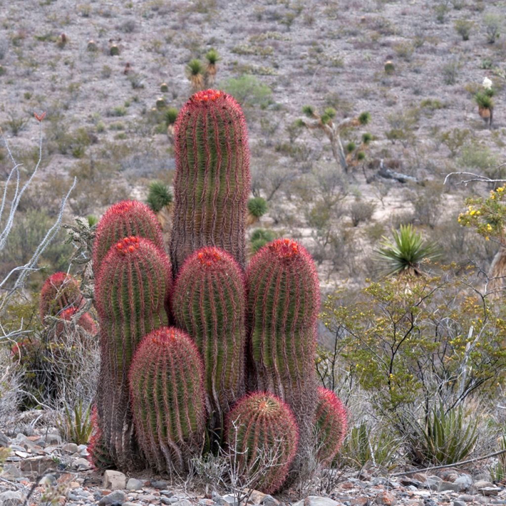 Ferocactus stainesii - Vatcactus