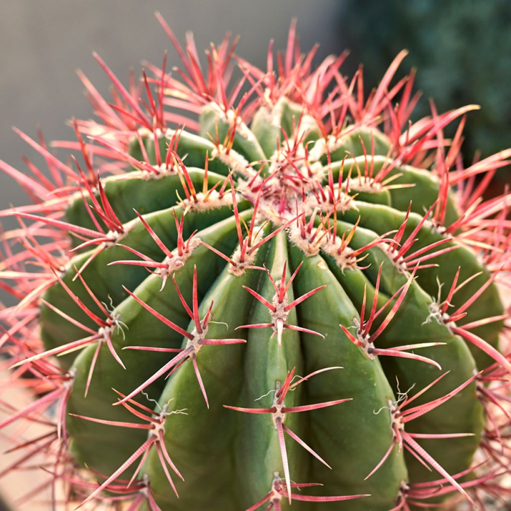 Ferocactus stainesii pilosus - Vatcactus