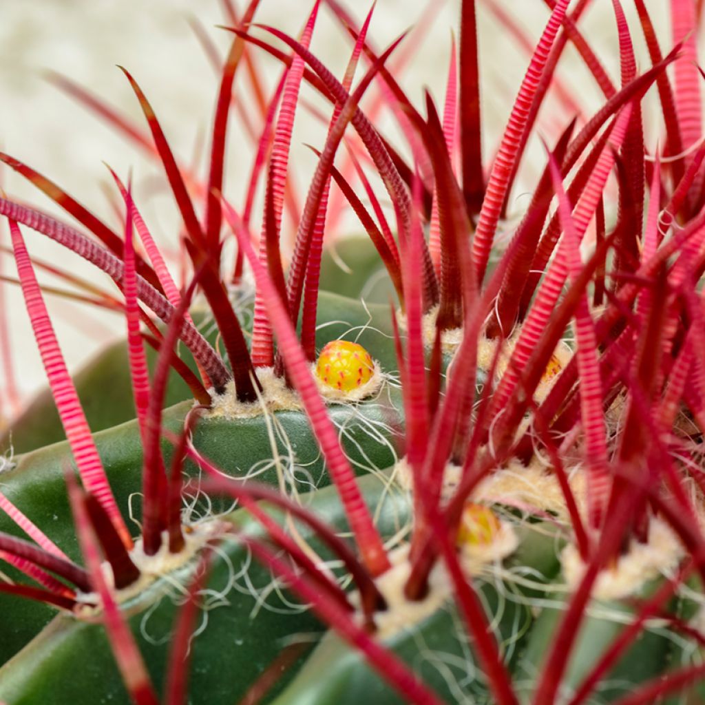 Ferocactus stainesii pilosus - Vatcactus