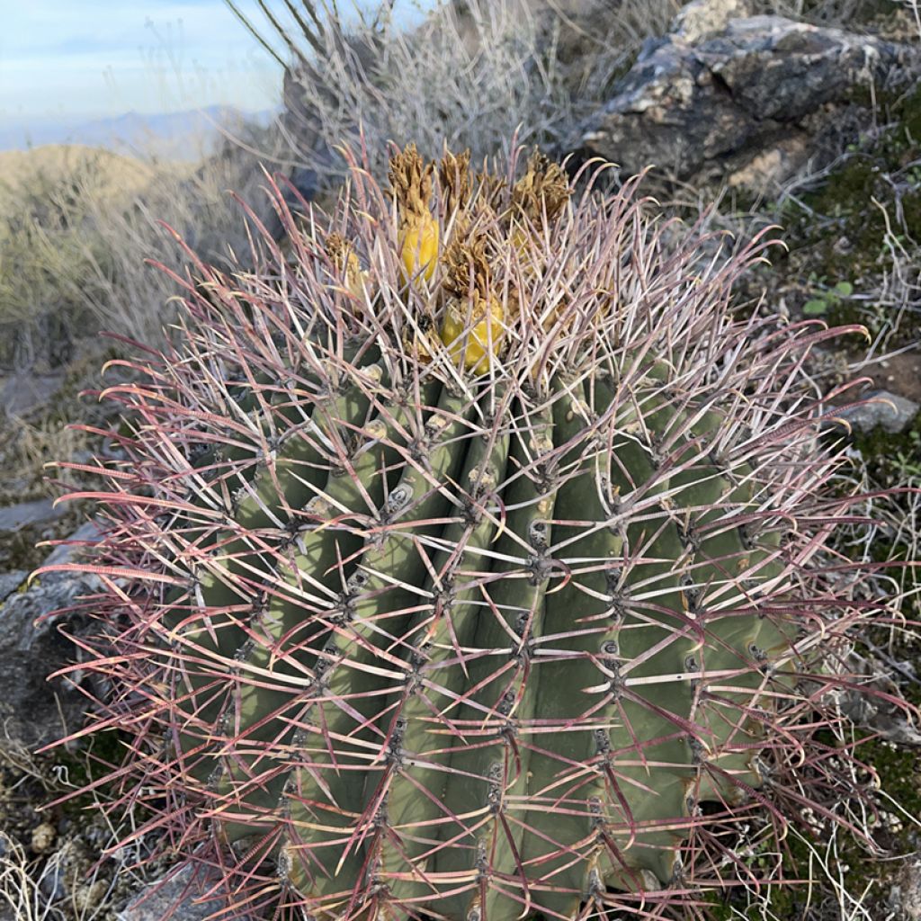 Ferocactus emoryi - Vatcactus