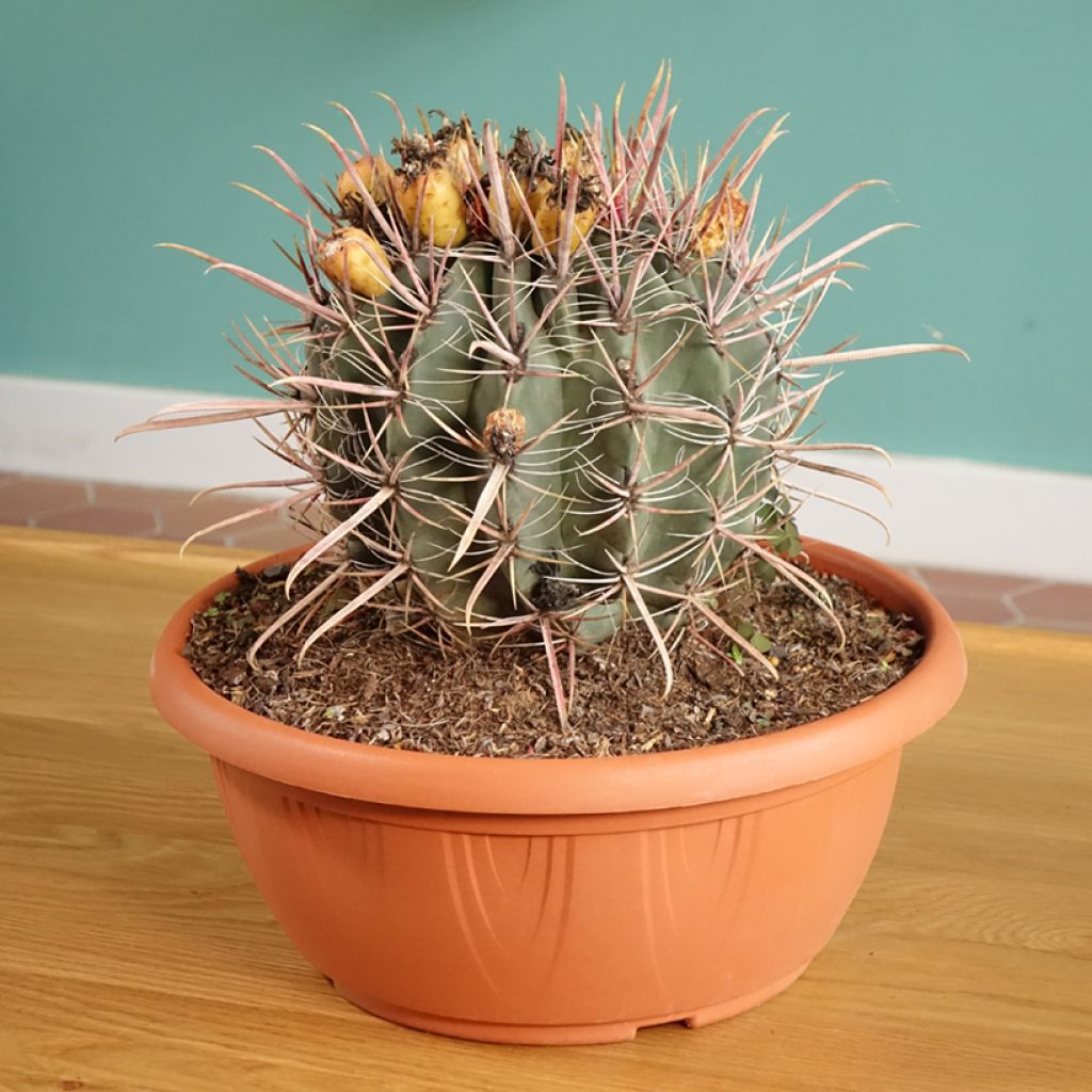 Ferocactus gracilis coloratus - Vatcactus