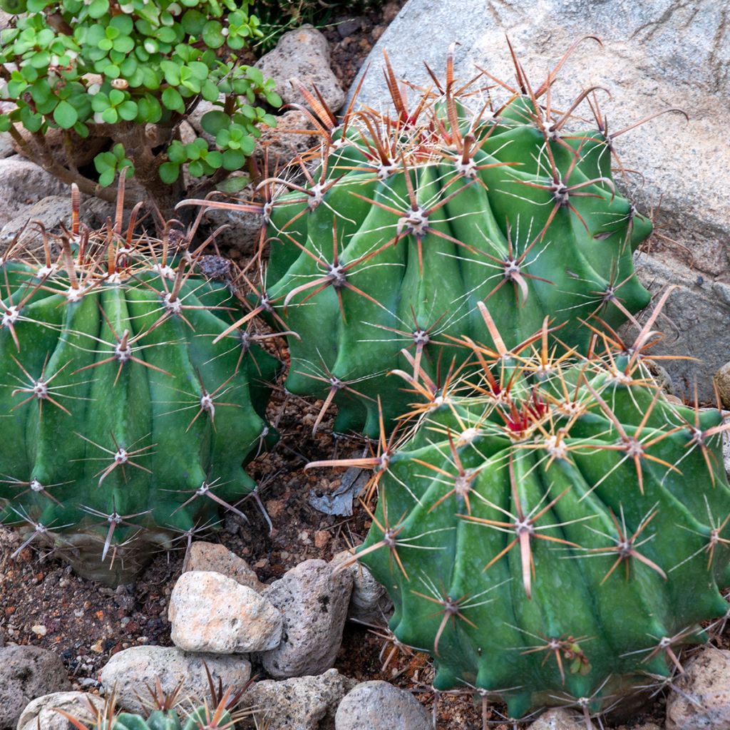 Ferocactus latispinus - Vatcactus