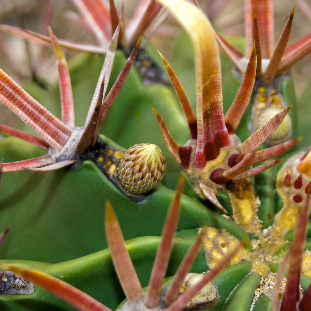 Ferocactus latispinus - Vatcactus