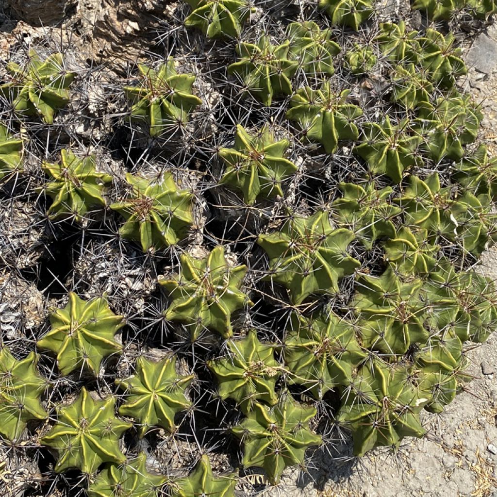 Ferocactus robustus - Vatcactus
