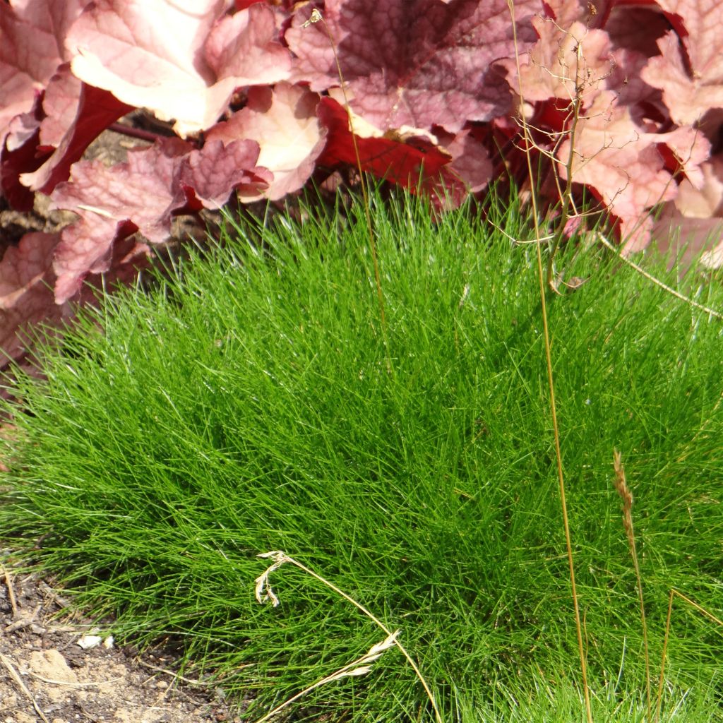 Festuca gautieri - Zwenkgras