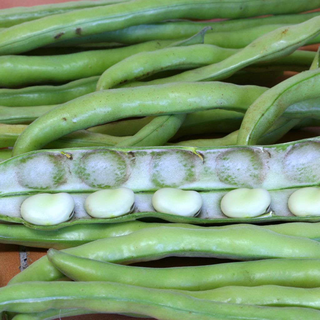 Tuinboon Driemaal Wit Listra