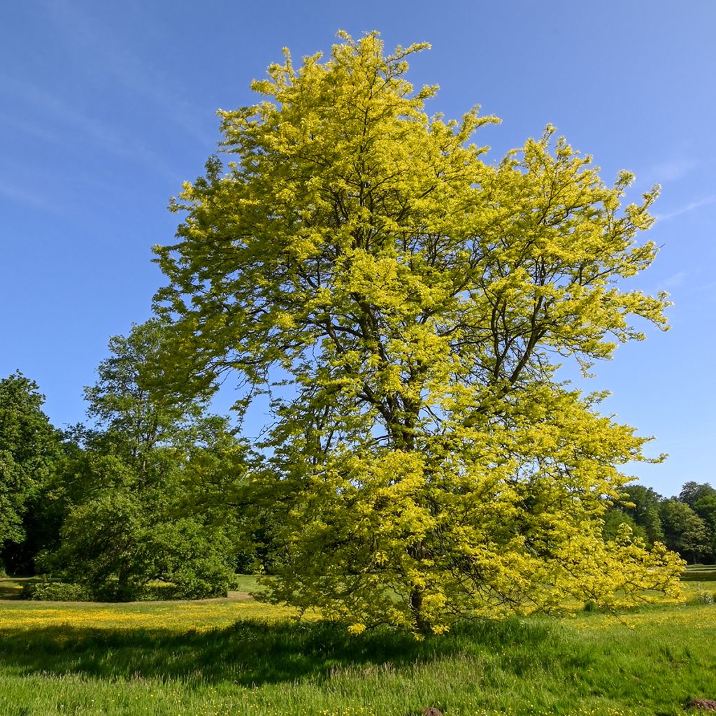 Gleditsia triacanthos Sunburst - Valse christusdoorn