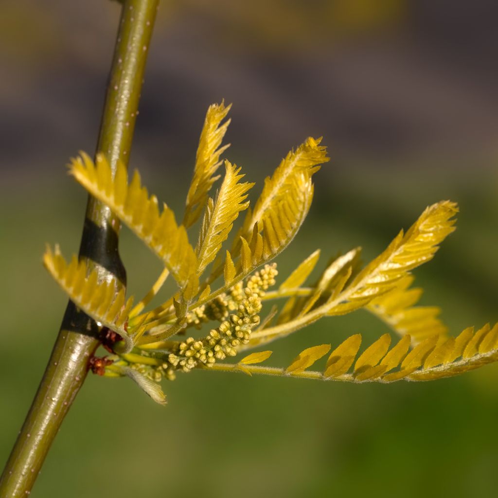 Gleditsia triacanthos Sunburst - Valse christusdoorn