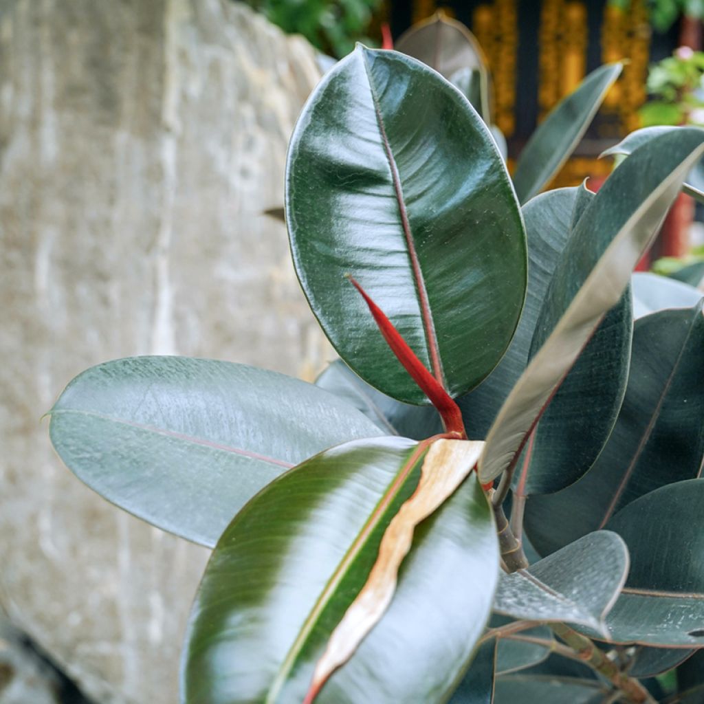 Ficus elastica Abidjan  - Rubberplant