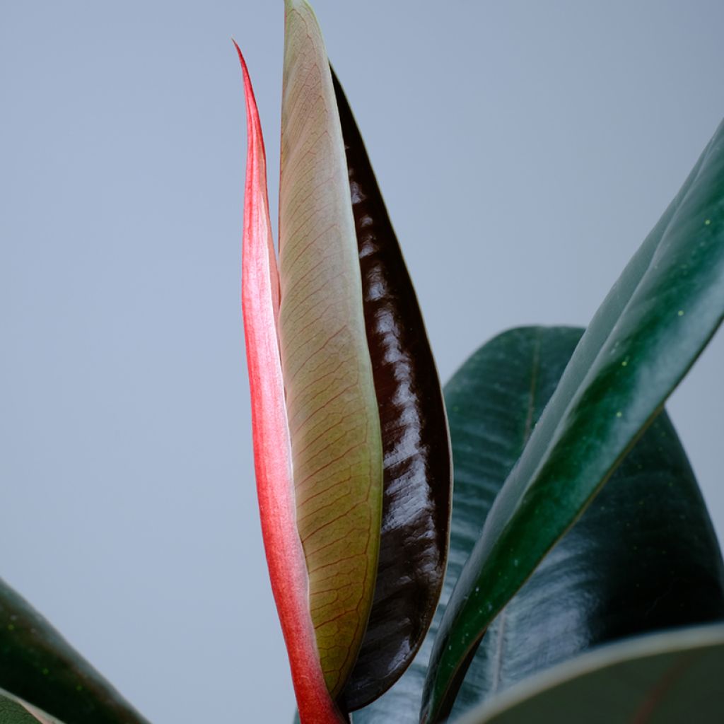 Ficus elastica Abidjan  - Rubberplant