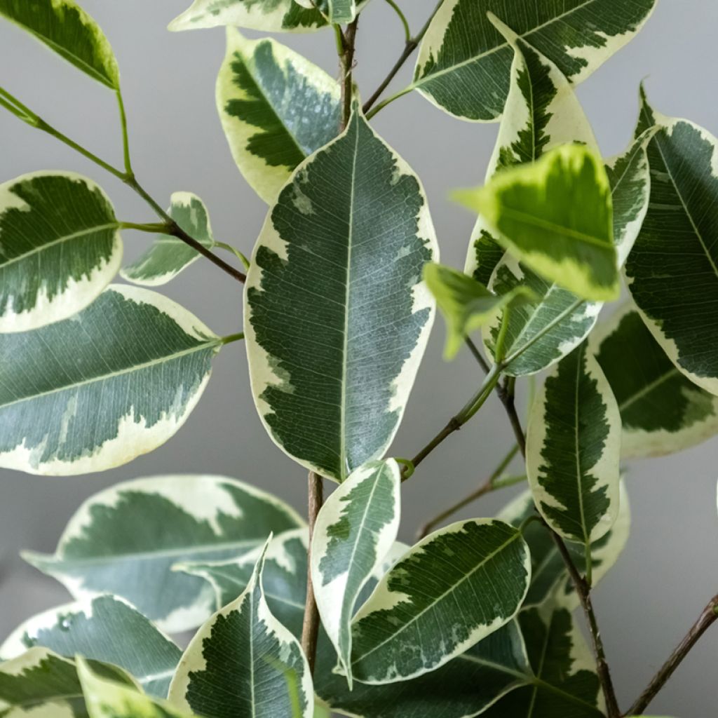 Ficus benjamina Golden King - Treurvijg