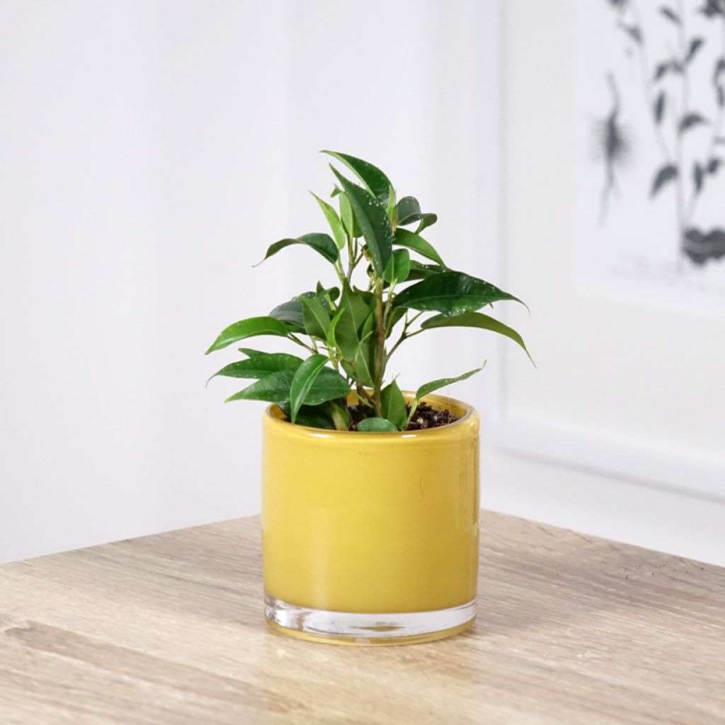 Ficus benjamina Natasja - Treurvijg