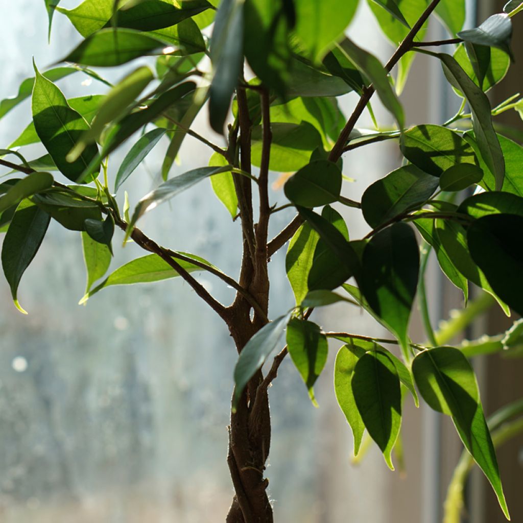Ficus benjamina Natasja - Treurvijg