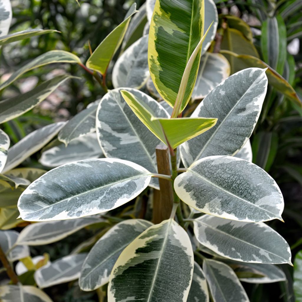 Ficus elastica Tineke - Rubberplant