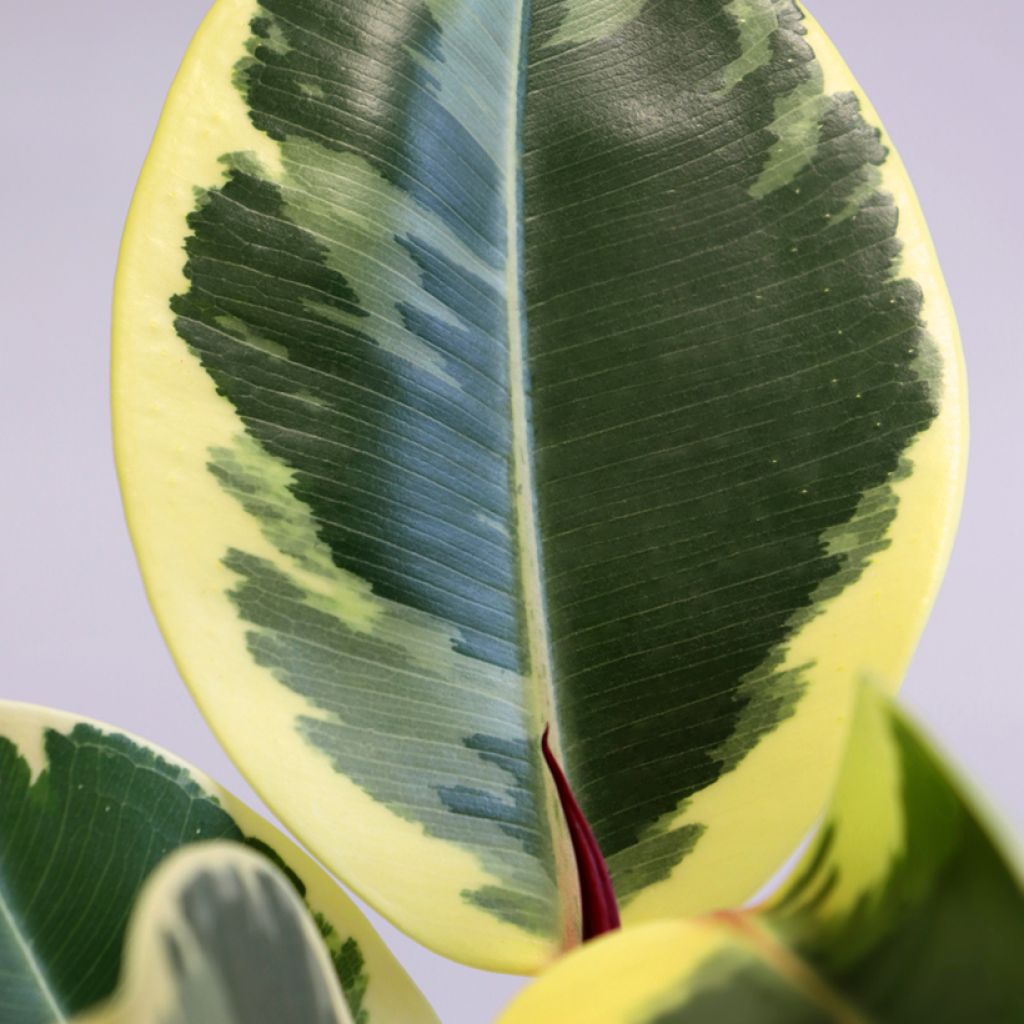 Ficus elastica Tineke - Rubberplant