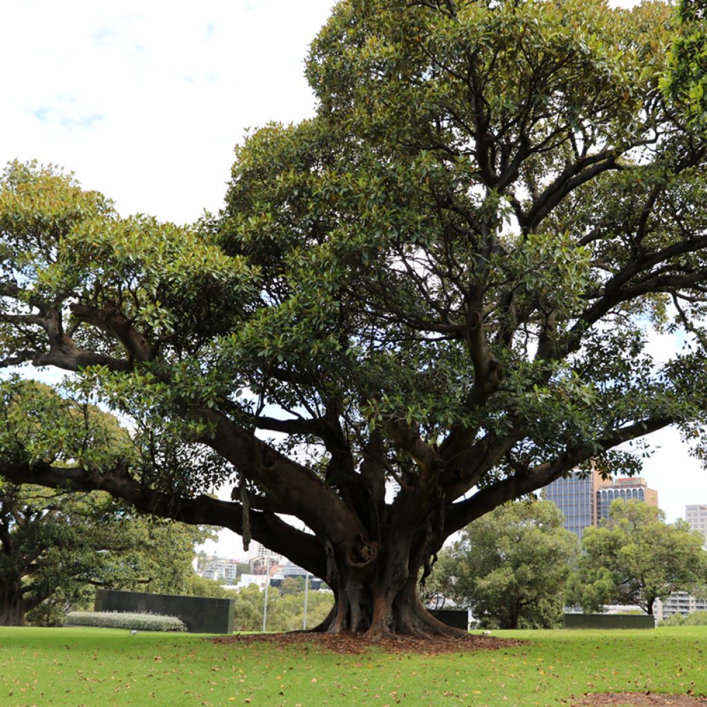 Ficus rubiginosa Australis - Australische vijgenboom