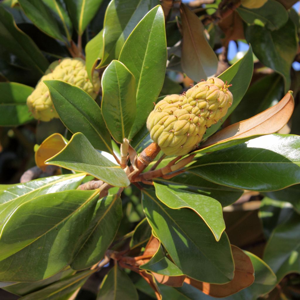 Ficus rubiginosa Australis - Australische vijgenboom