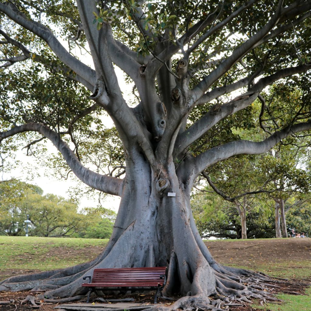 Ficus rubiginosa Australis - Australische vijgenboom
