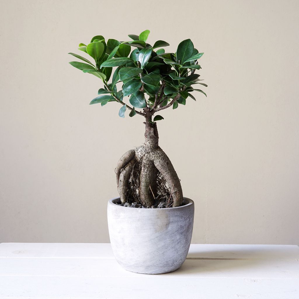 Ficus ginseng bonsai