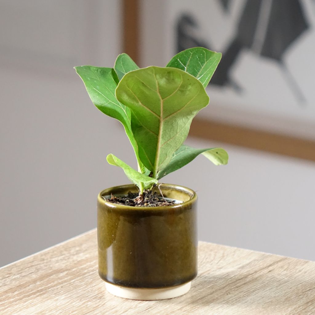 Ficus lyrata - Vioolbladplant