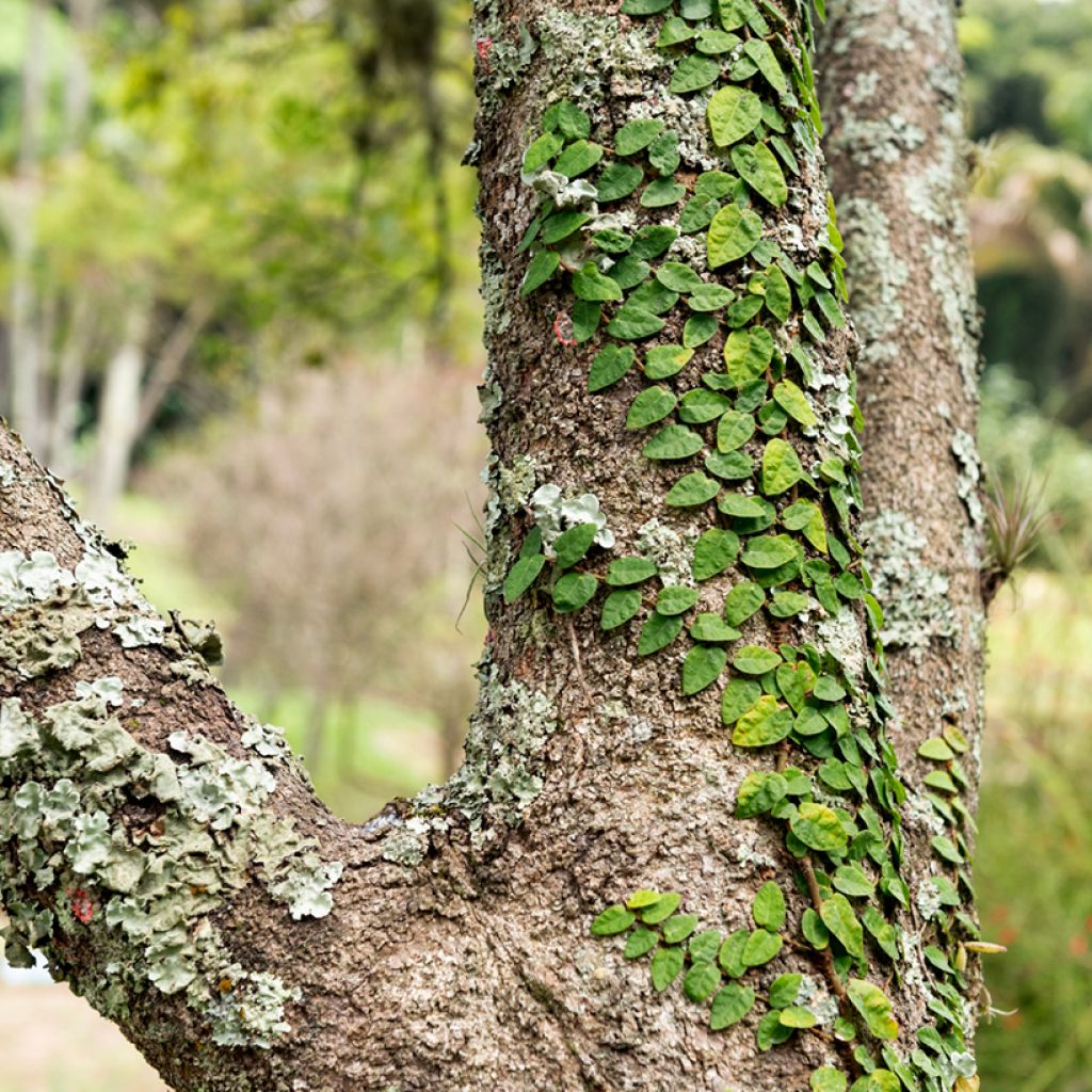 Ficus pumila Arina - Klimvijg