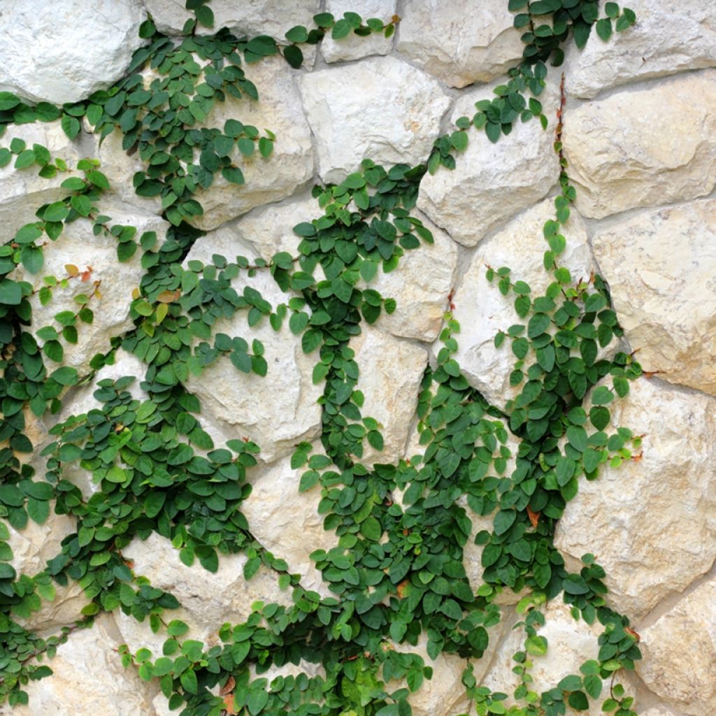 Ficus pumila Arina - Klimvijg