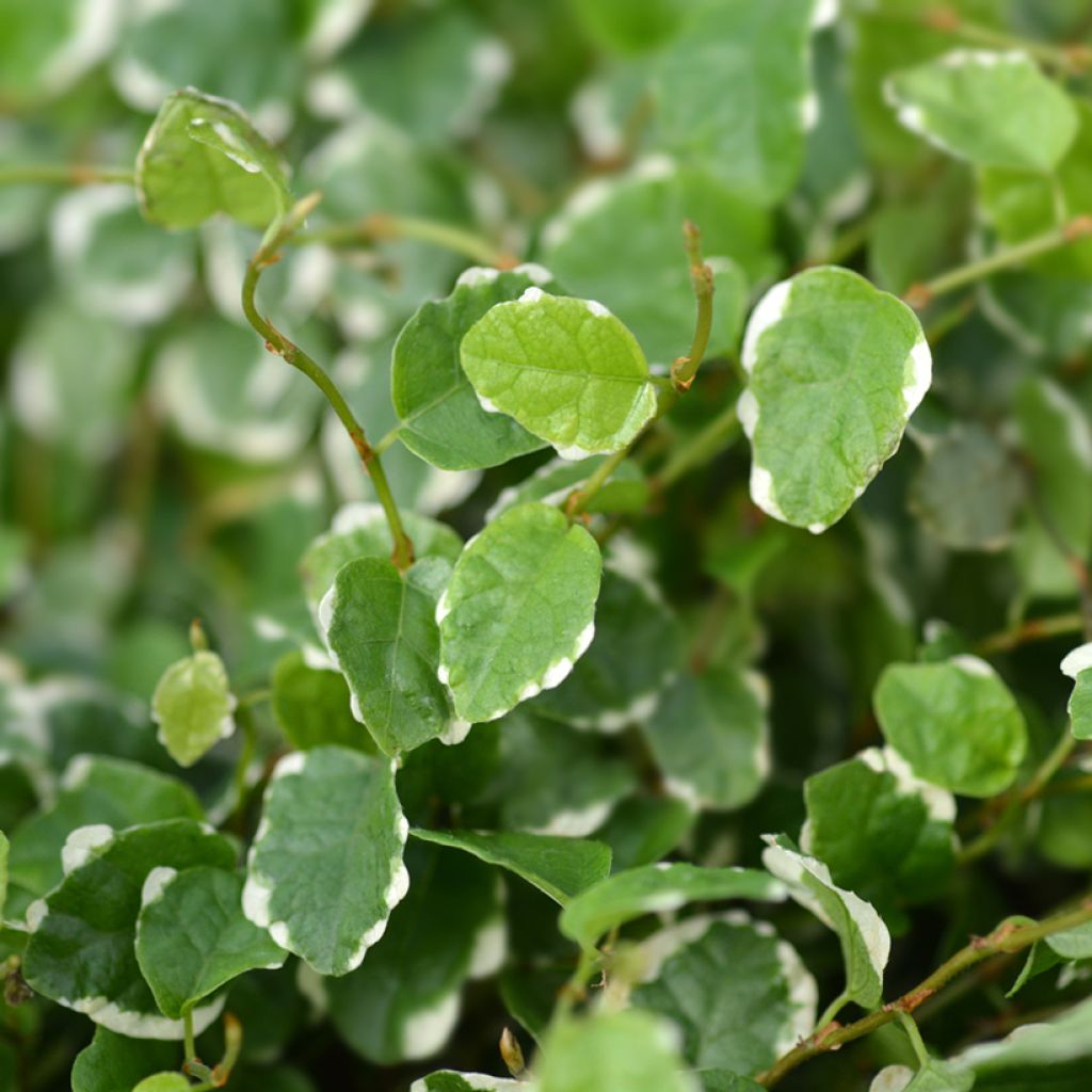 Ficus pumila Bellus - Klimvijg