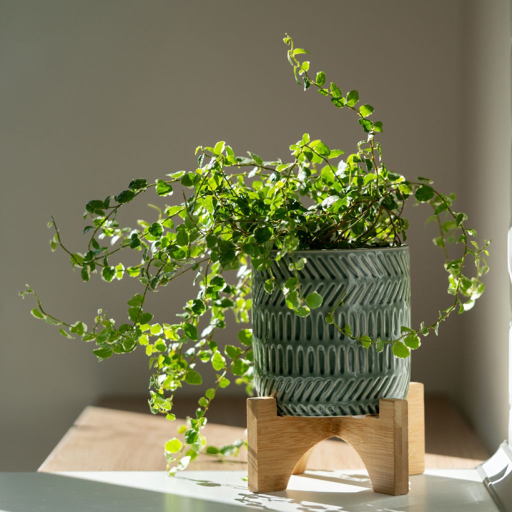 Ficus pumila Bellus - Klimvijg