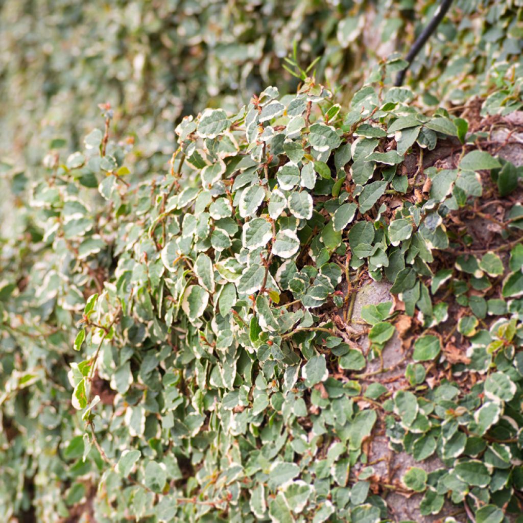 Ficus pumila Bellus - Klimvijg