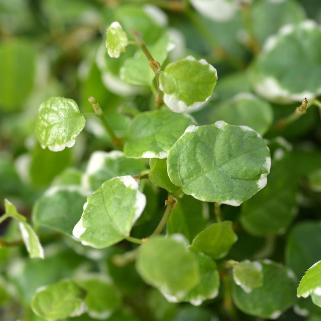 Ficus pumila Bellus - Klimvijg