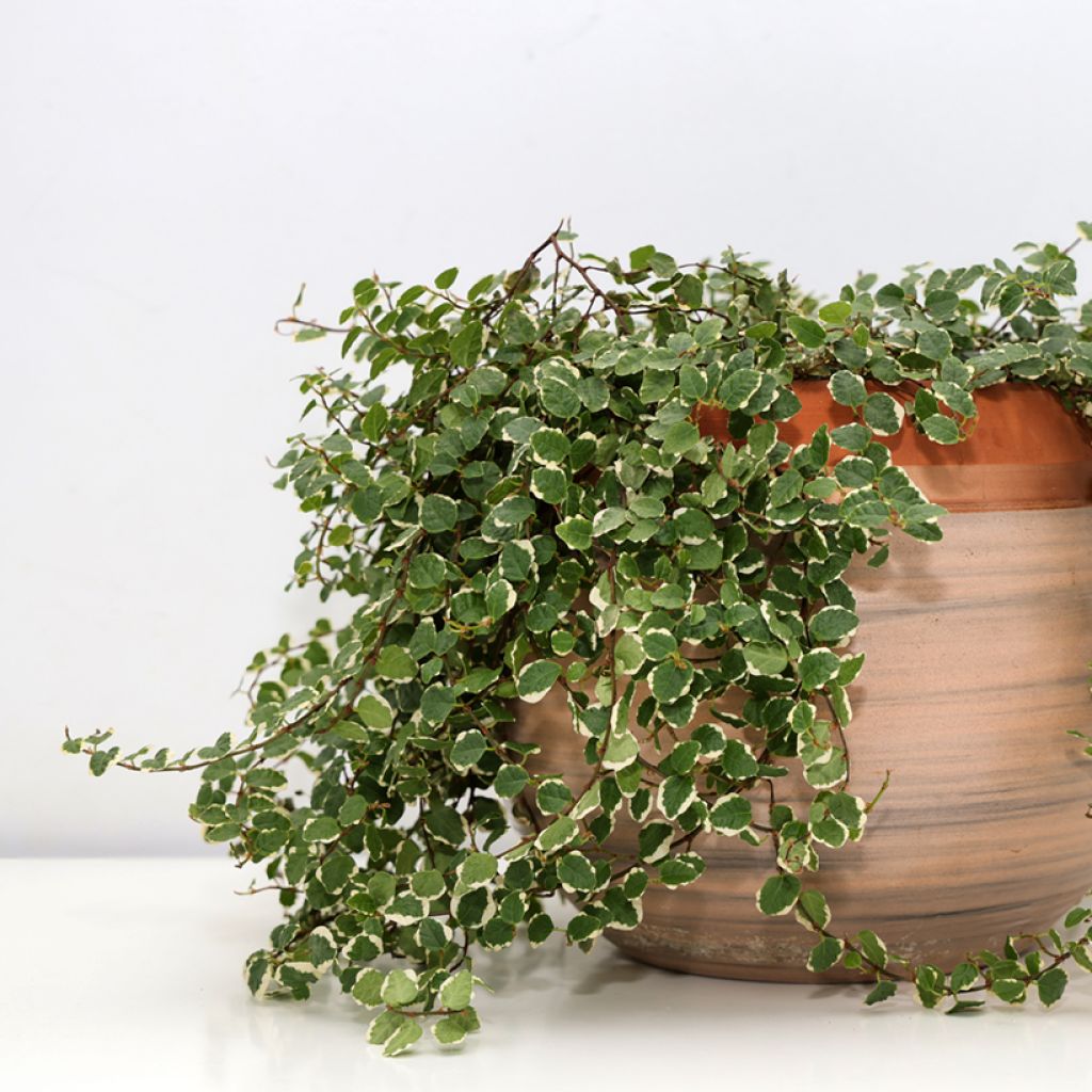 Ficus pumila Bellus - Klimvijg