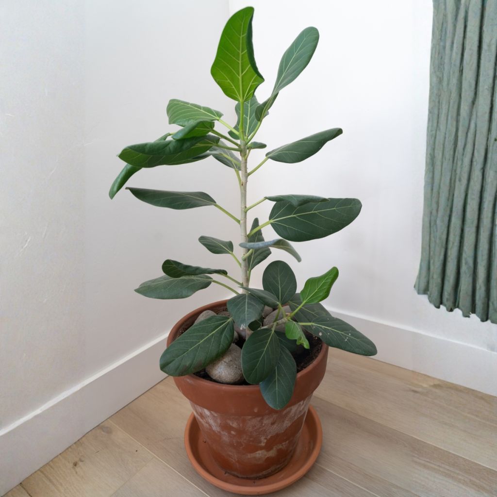 Ficus Audrey - Rubberplant