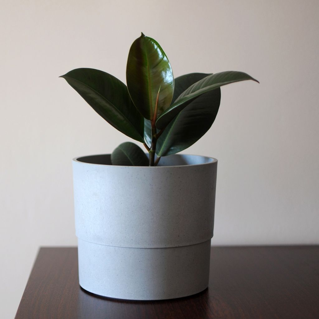 Ficus Burgundy - Rubberplant
