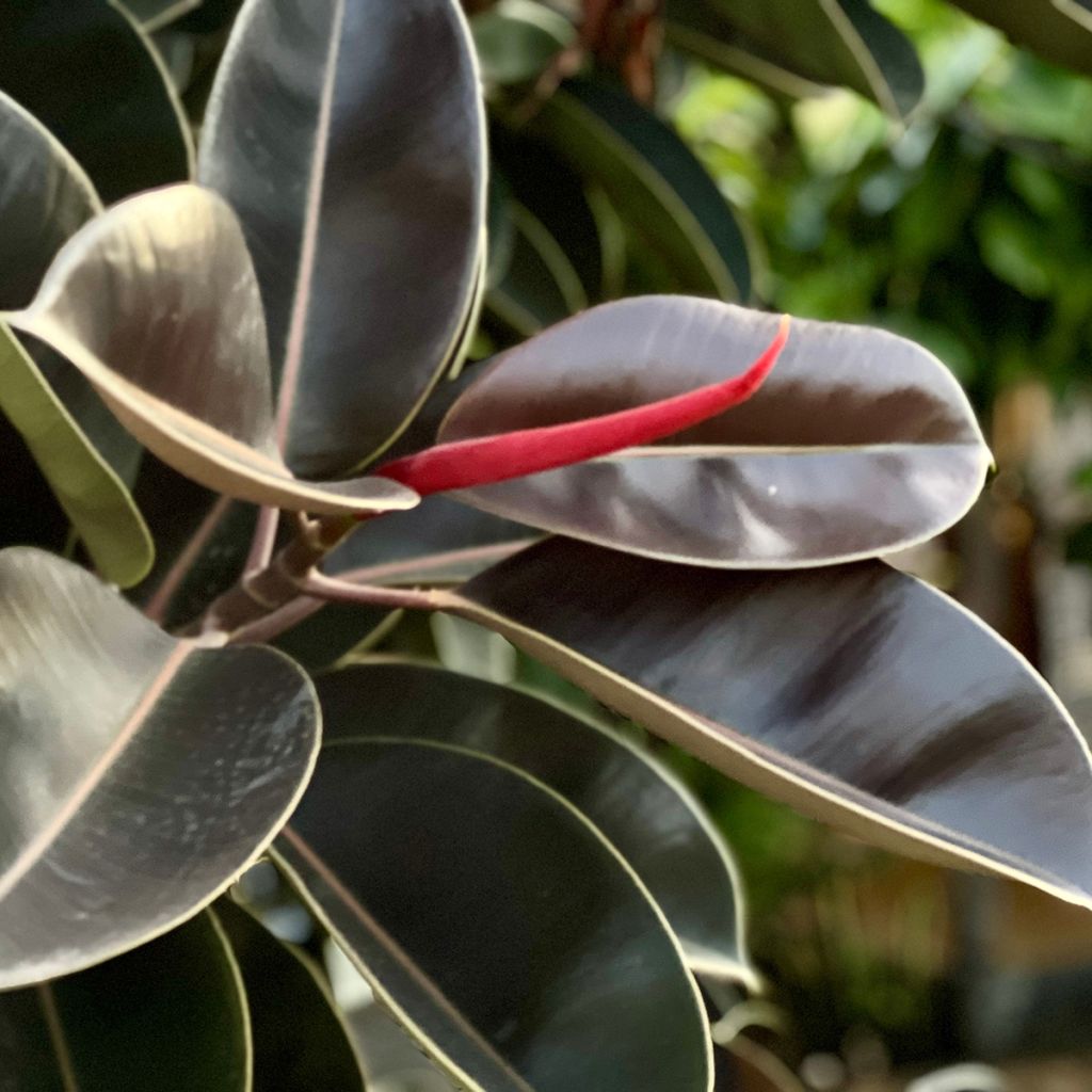 Ficus Burgundy - Rubberplant