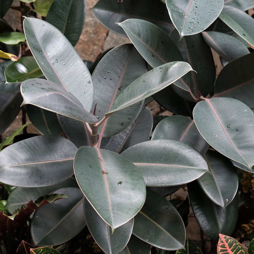 Ficus Burgundy - Rubberplant