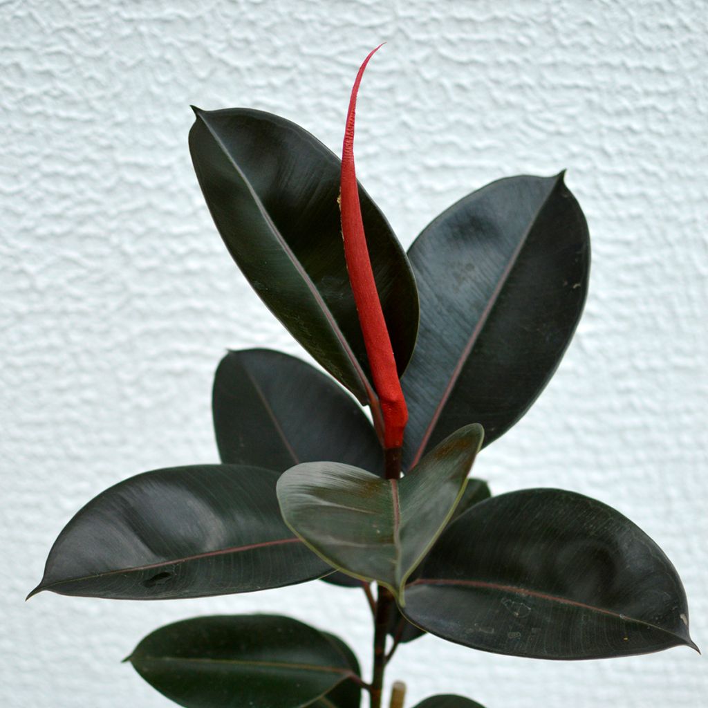 Ficus Burgundy - Rubberplant