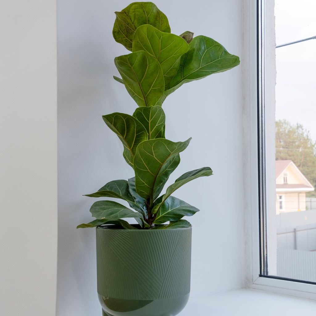 Ficus lyrata Tibaco Bambino - Vioolbladplant