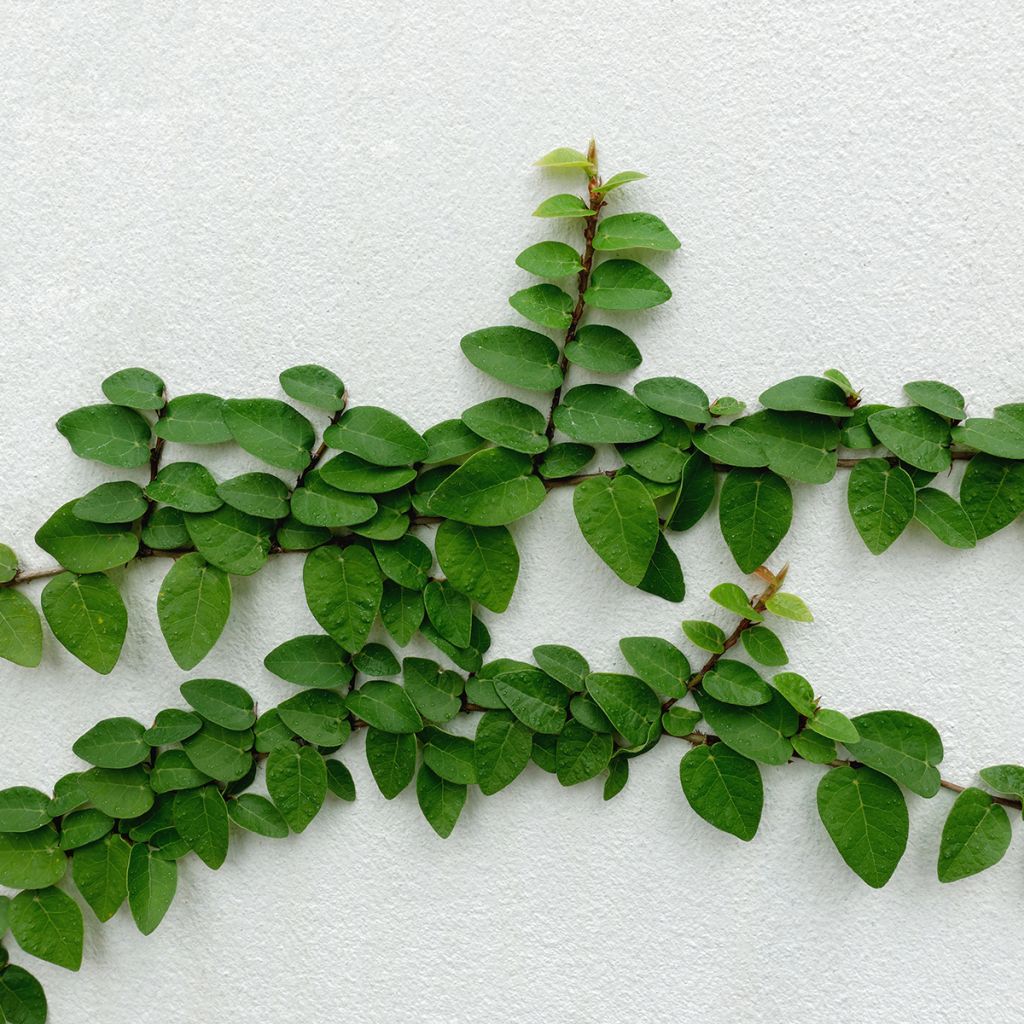 Ficus pumila Arina - Klimvijg