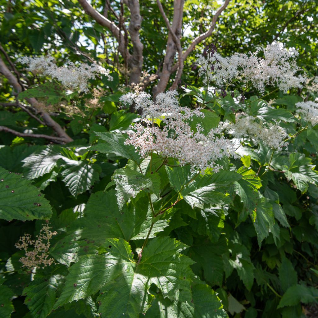 Filipendula camtschatica - Moerasspirea