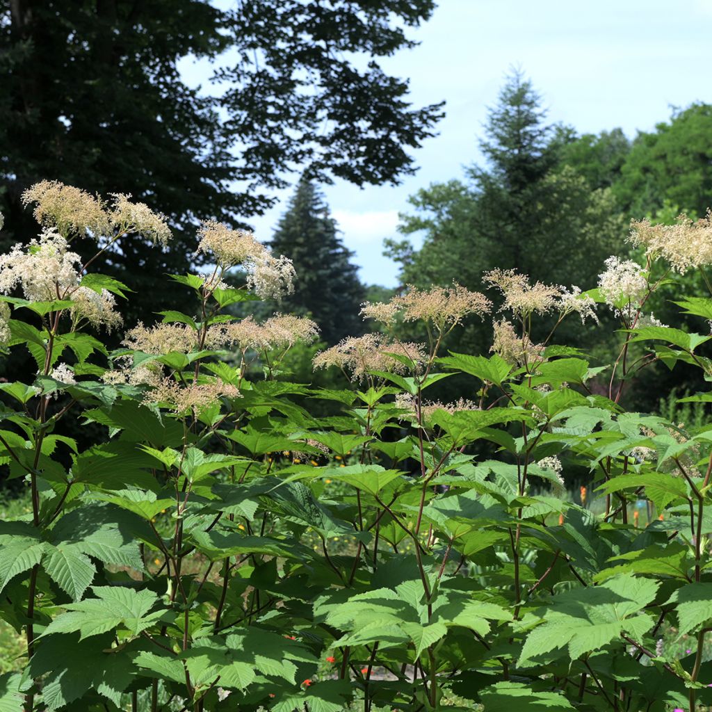 Filipendula camtschatica - Moerasspirea