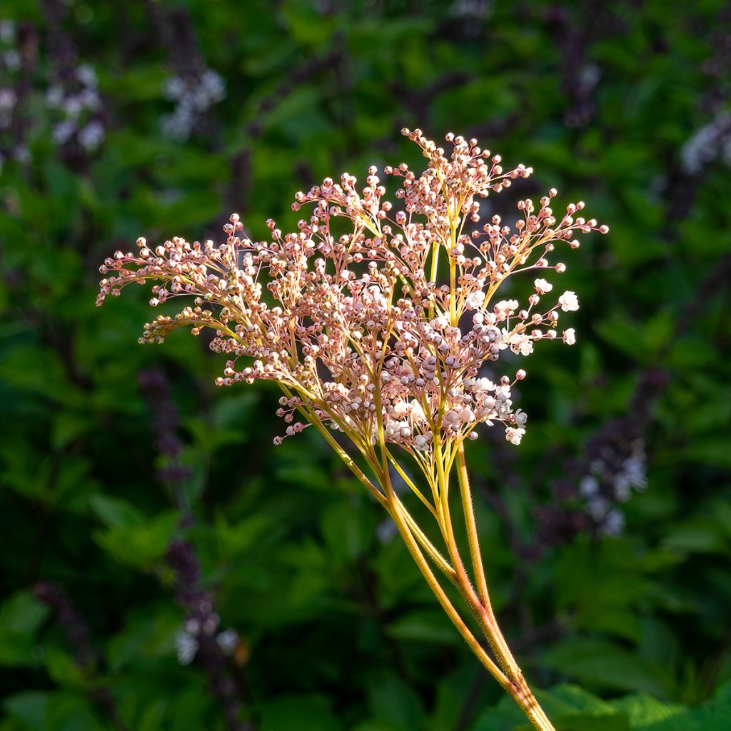 Filipendula palmata - Moerasspirea