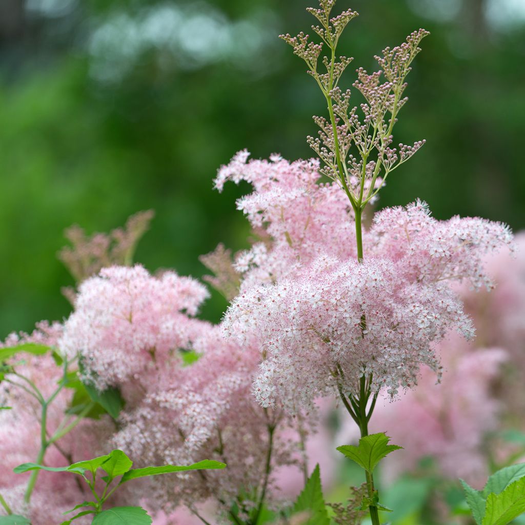 Filipendula purpurea Elegans - Moerasspirea