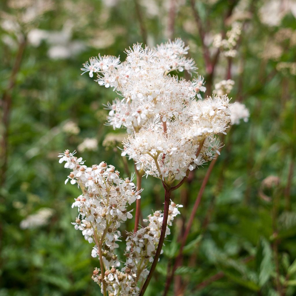 Filipendula purpurea Alba - Moerasspirea wit
