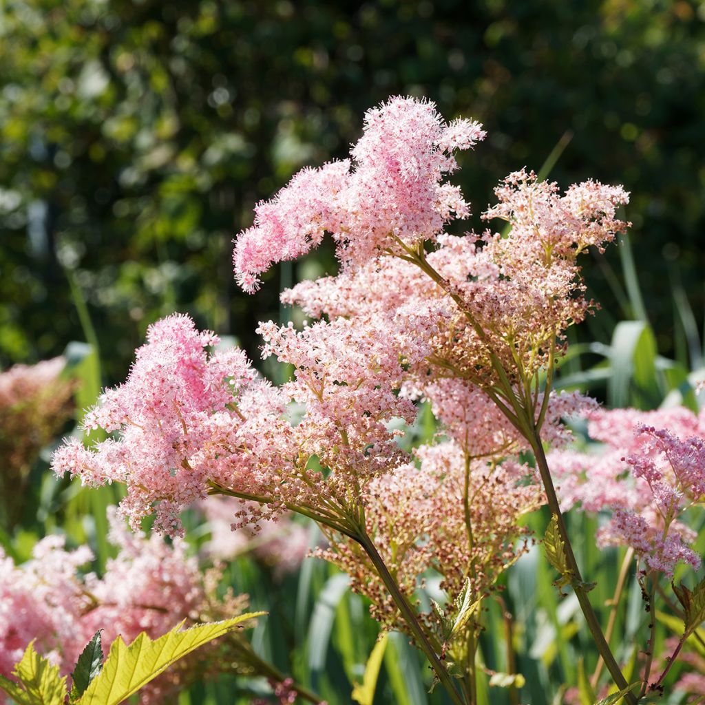 Filipendula rubra Venusta - Moerasspirea