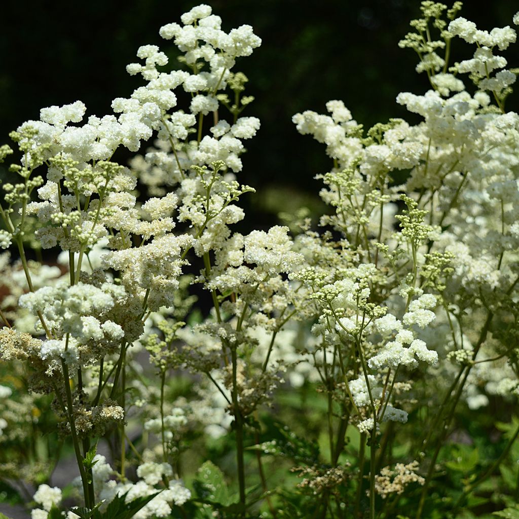 Filipendula ulmaria Plena - Moerasspirea