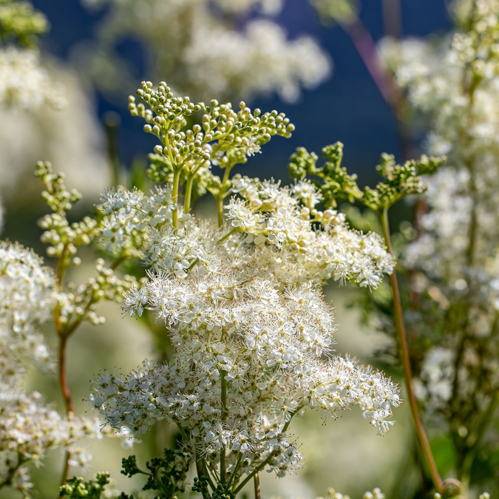 Filipendula vulgaris - Knolspirea