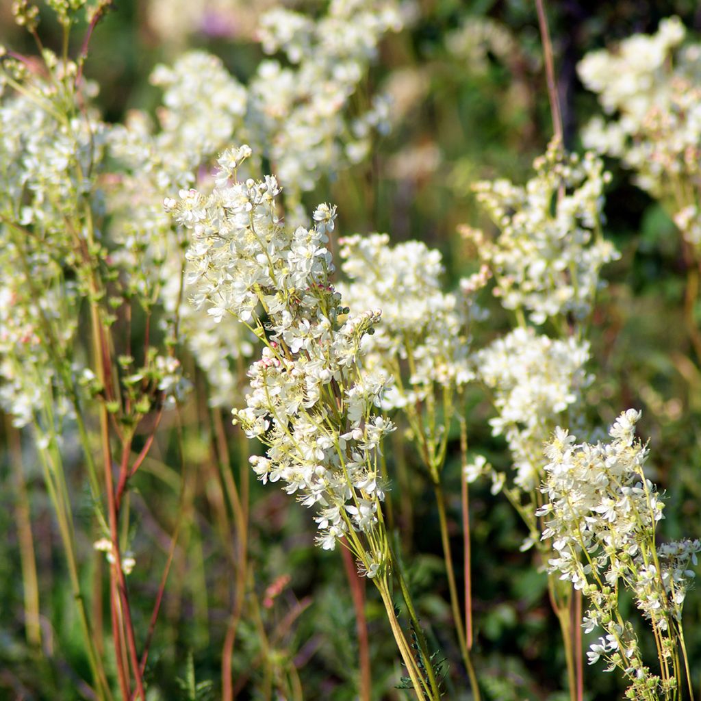 Filipendula vulgaris - Knolspirea