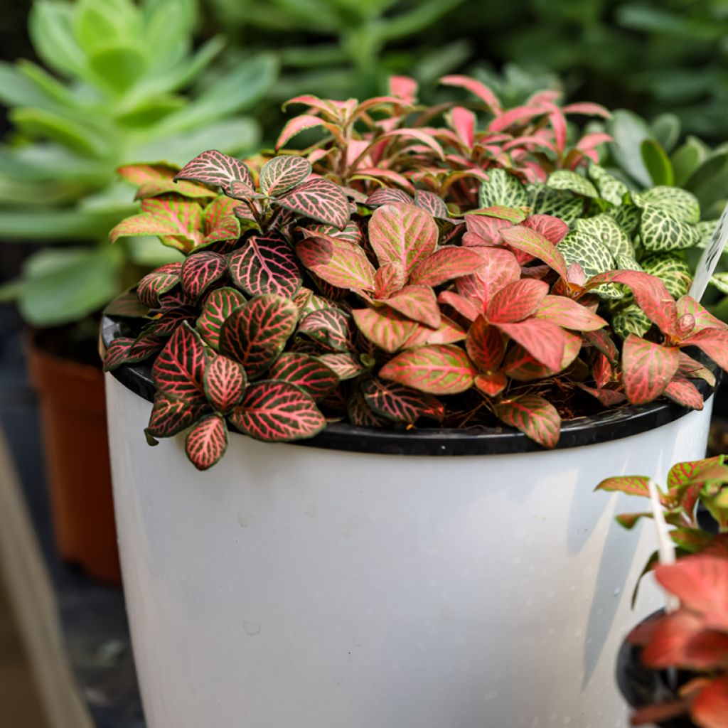 Fittonia Joly Josan Rood - Mozaïekplant